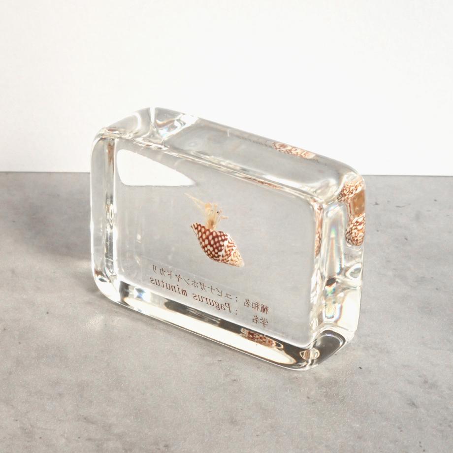 ユビナガホンヤドカリ樹脂封入標本 M (木製標本箱入り) | 8枚目