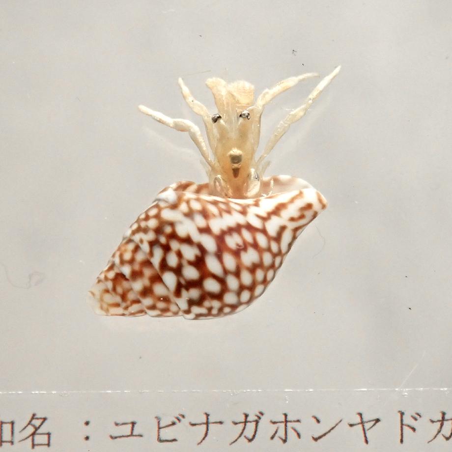ユビナガホンヤドカリ樹脂封入標本 M (木製標本箱入り) | 9枚目