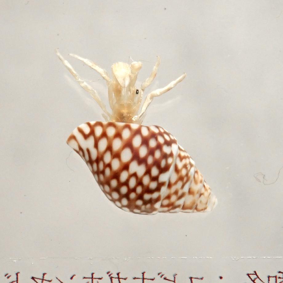 ユビナガホンヤドカリ樹脂封入標本 M (木製標本箱入り) | 10枚目