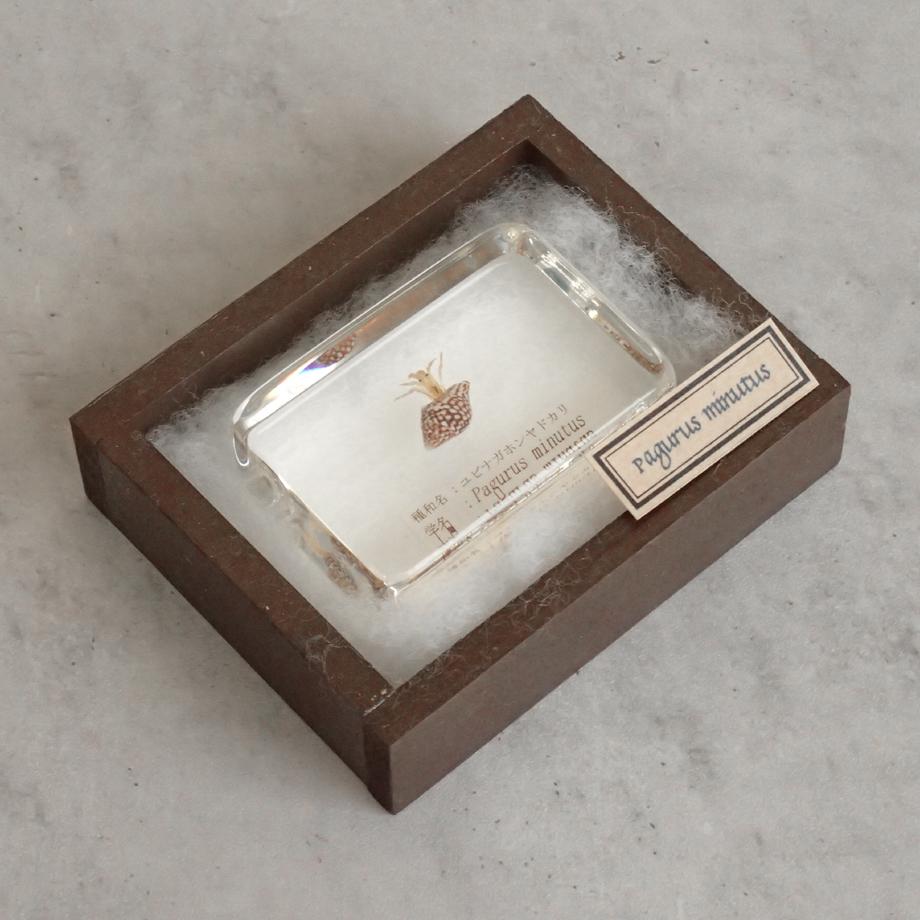 ユビナガホンヤドカリ樹脂封入標本 M (木製標本箱入り) | 11枚目