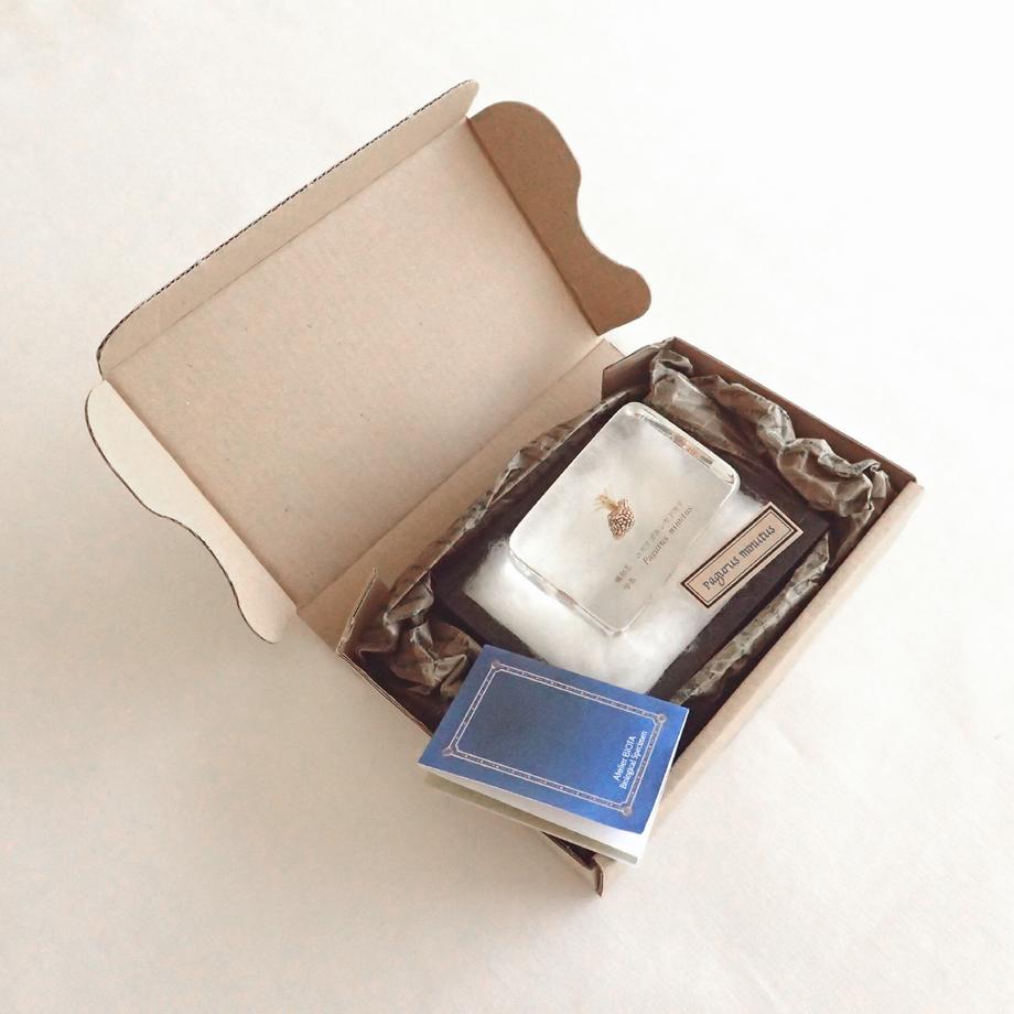 ユビナガホンヤドカリ樹脂封入標本 M (木製標本箱入り) | 12枚目