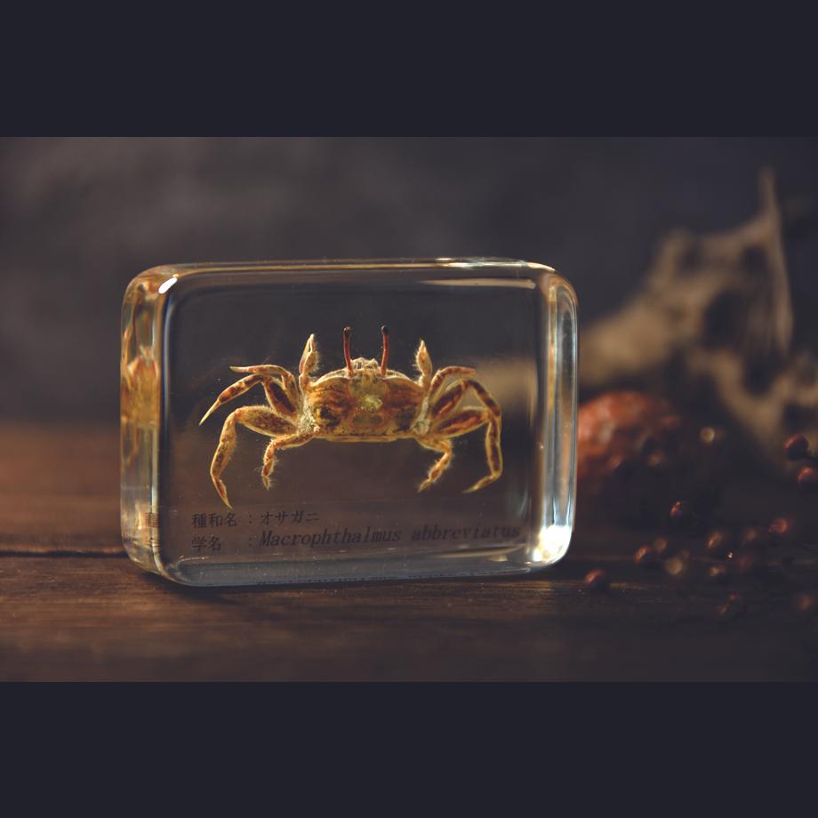 オサガニ樹脂封入標本 M (木製標本箱入り) | 18枚目