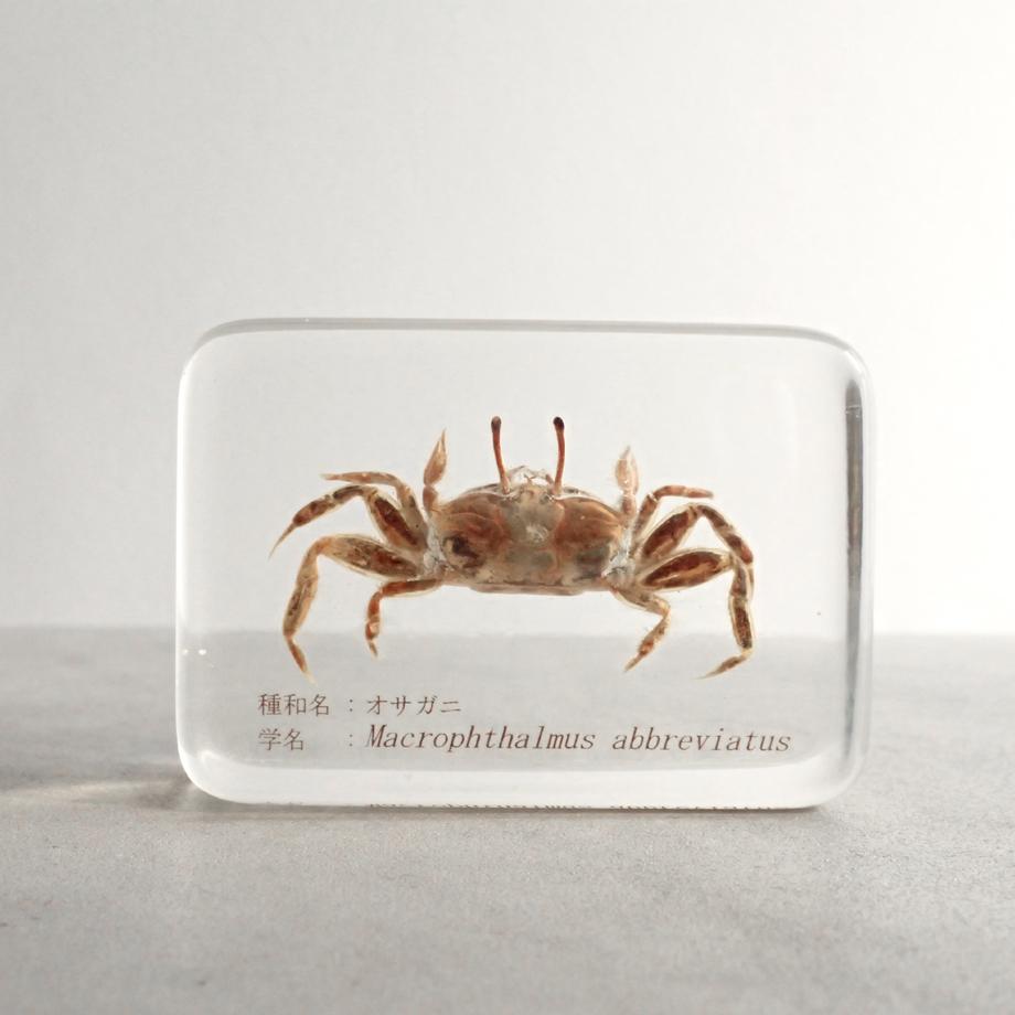 オサガニ樹脂封入標本 M (木製標本箱入り) | 5枚目