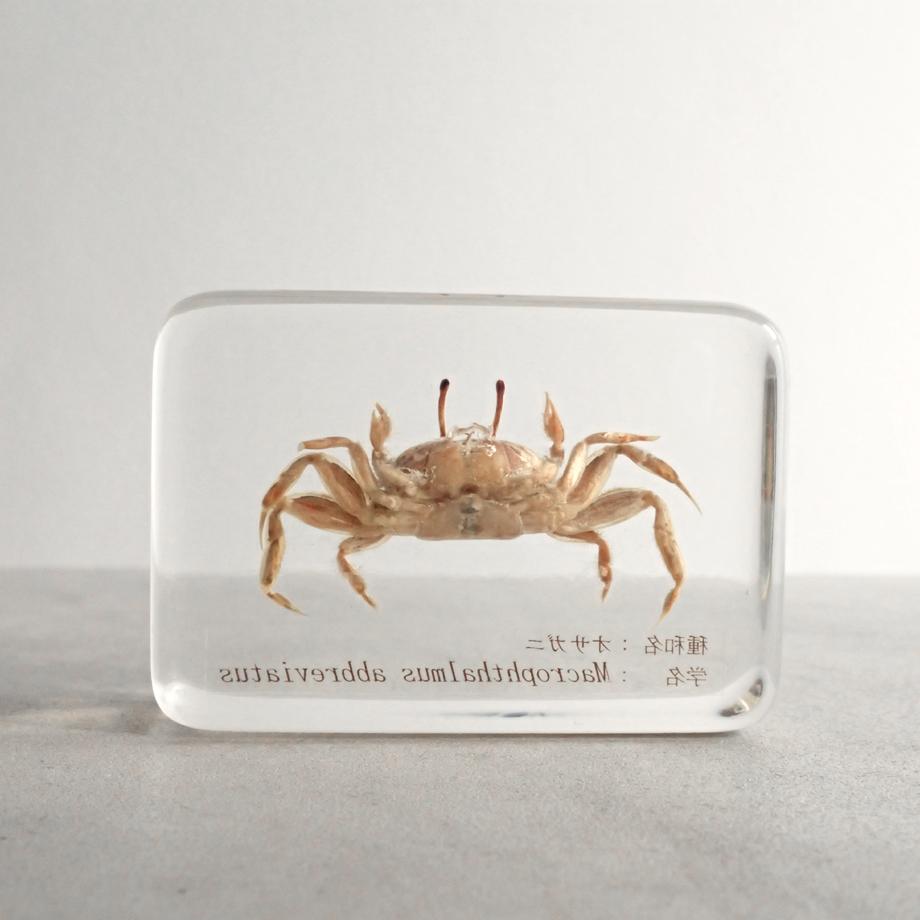 オサガニ樹脂封入標本 M (木製標本箱入り) | 6枚目