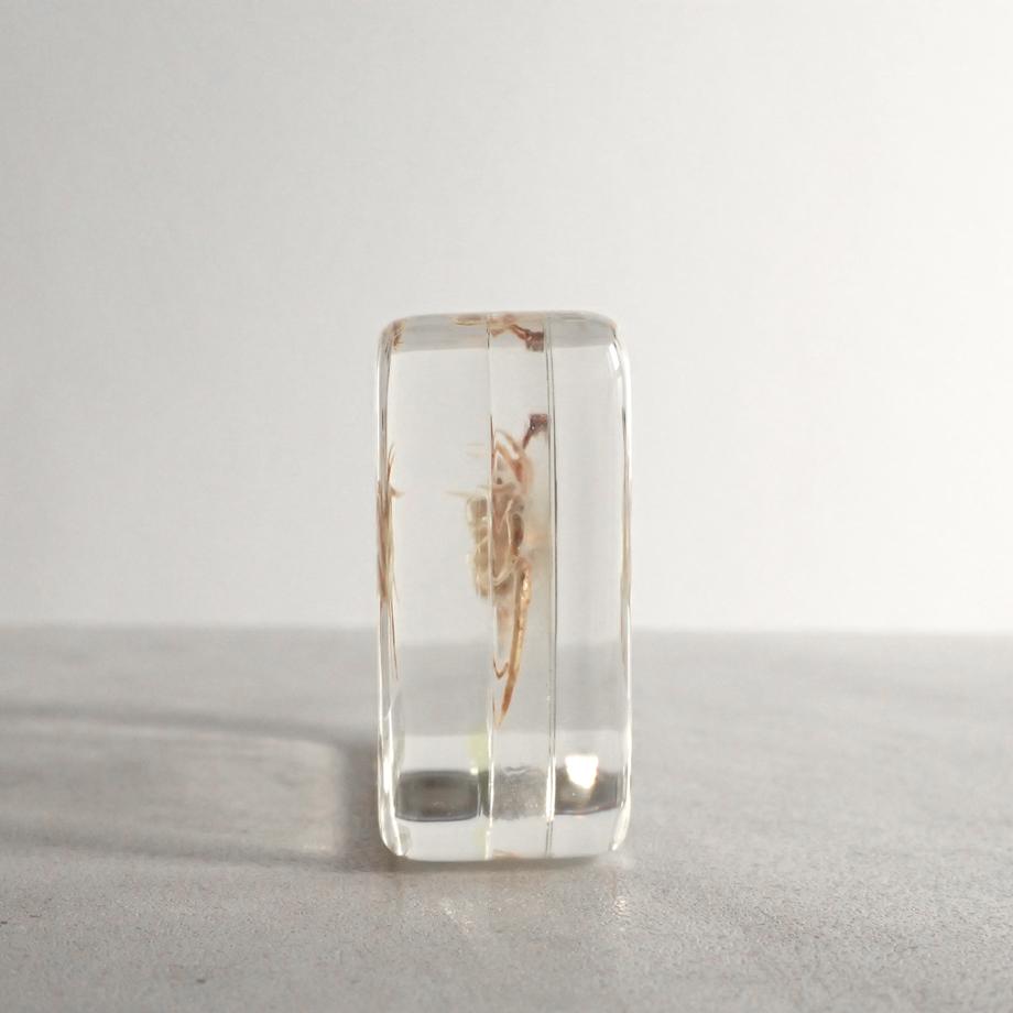 オサガニ樹脂封入標本 M (木製標本箱入り) | 7枚目