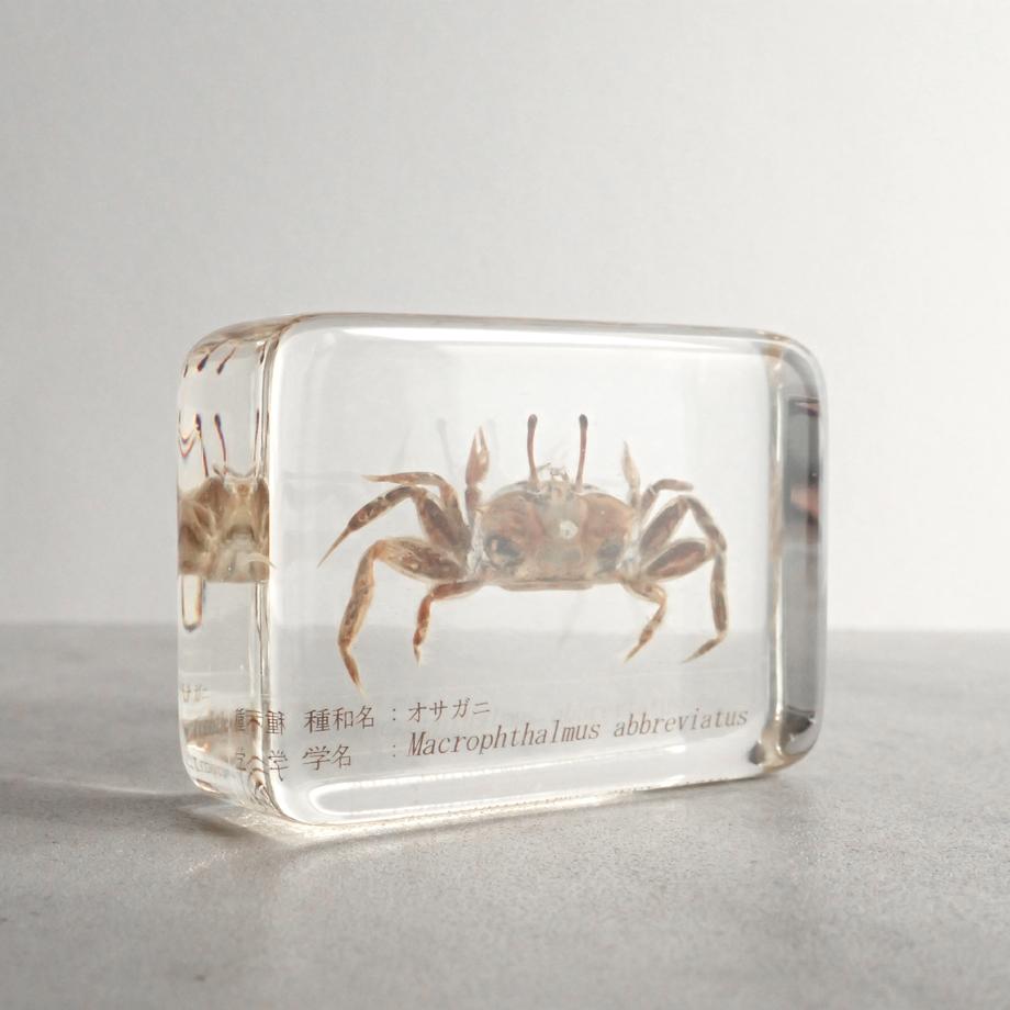 オサガニ樹脂封入標本 M (木製標本箱入り) | 8枚目