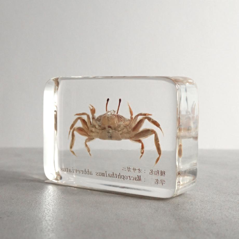 オサガニ樹脂封入標本 M (木製標本箱入り) | 9枚目