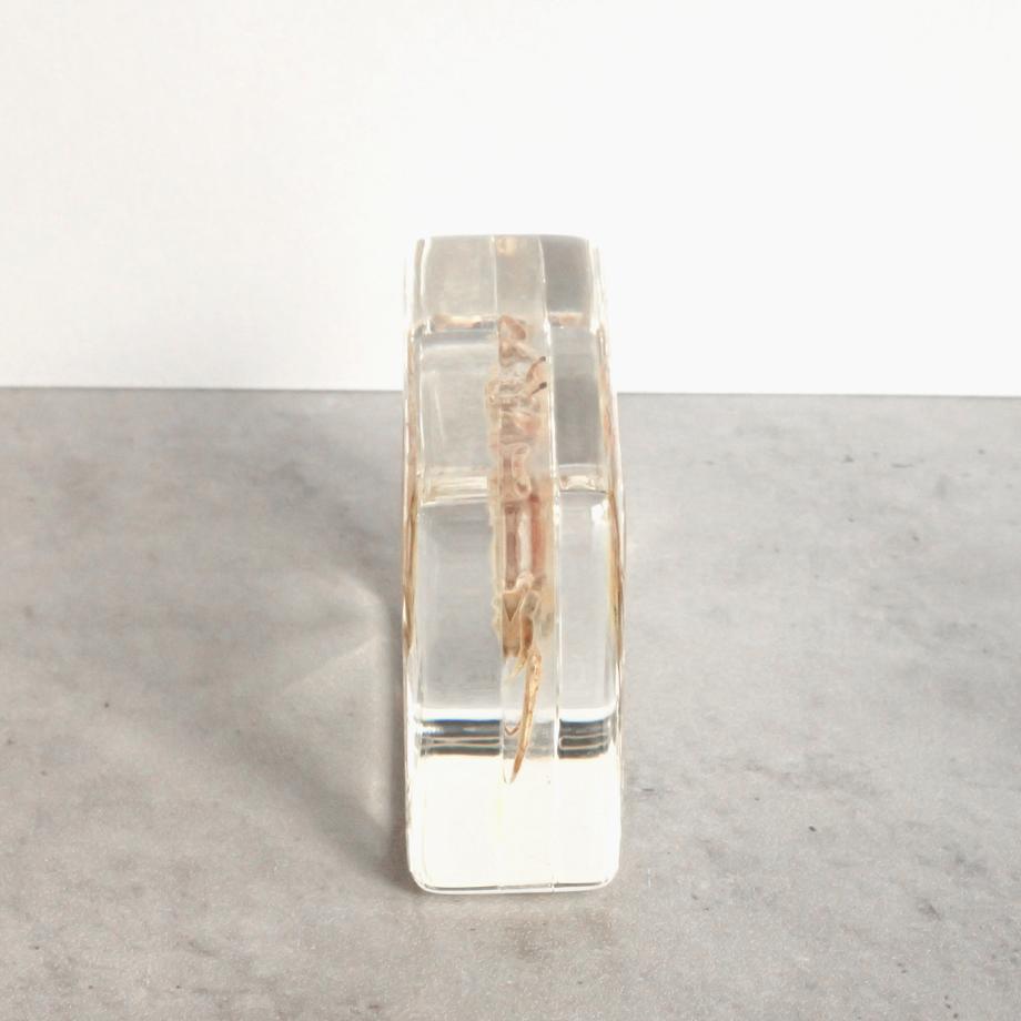 オサガニ樹脂封入標本 M (木製標本箱入り) | 10枚目