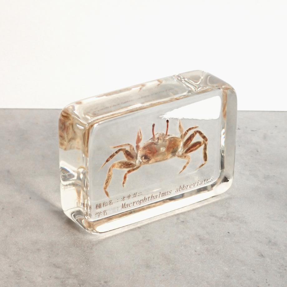 オサガニ樹脂封入標本 M (木製標本箱入り) | 11枚目