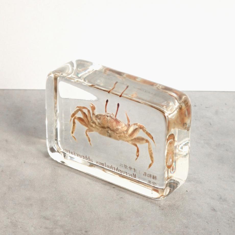 オサガニ樹脂封入標本 M (木製標本箱入り) | 12枚目