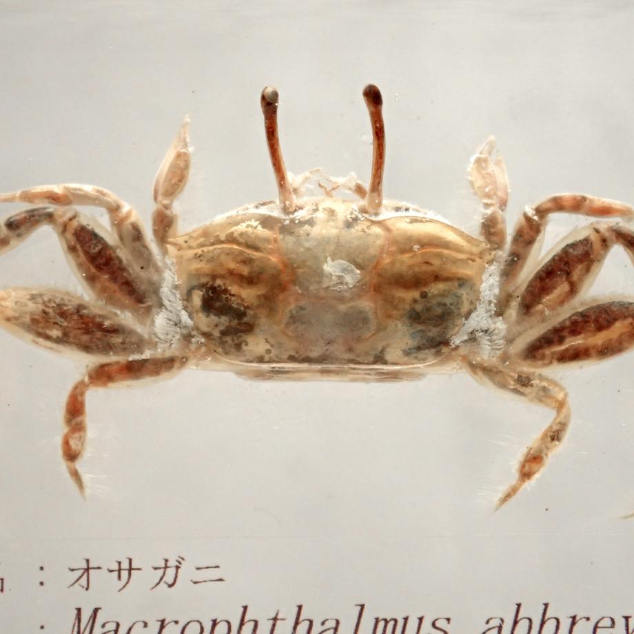 オサガニ樹脂封入標本 M (木製標本箱入り) | 13枚目