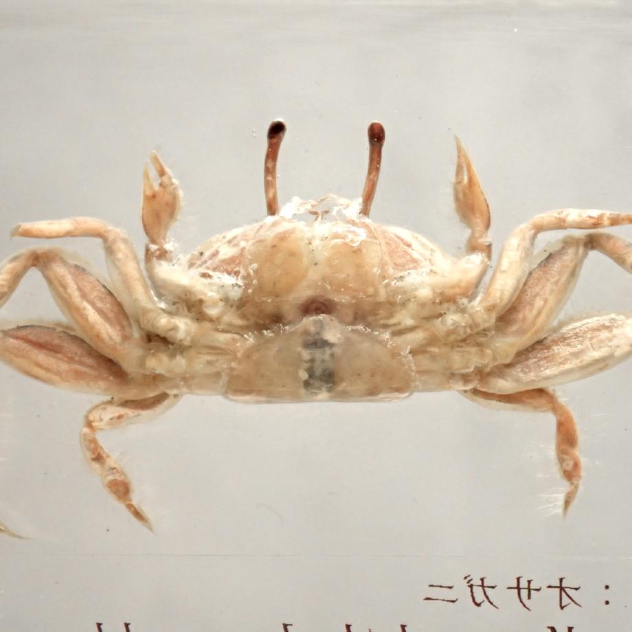 オサガニ樹脂封入標本 M (木製標本箱入り) | 14枚目