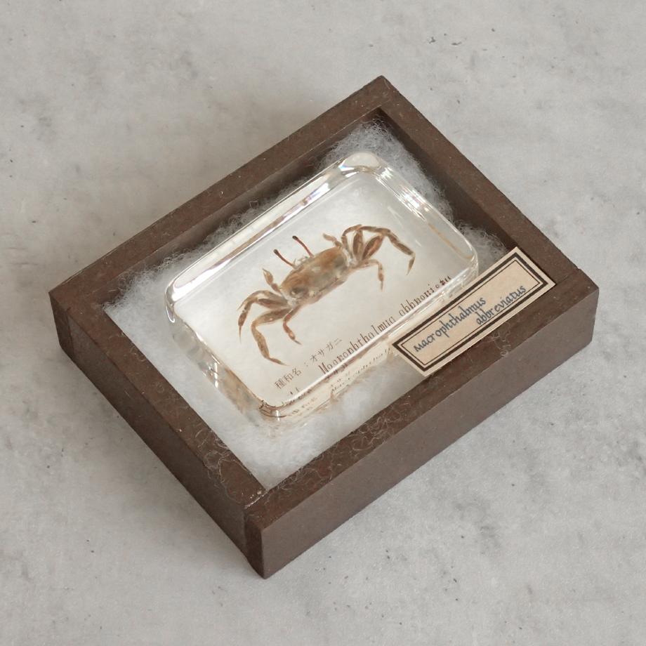 オサガニ樹脂封入標本 M (木製標本箱入り) | 15枚目