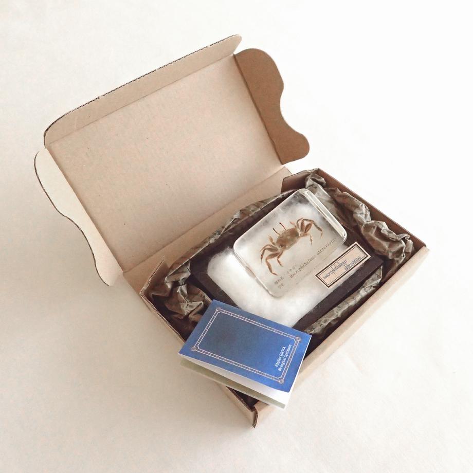 オサガニ樹脂封入標本 M (木製標本箱入り) | 16枚目