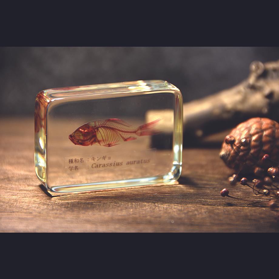 キンギョ単色染色樹脂封入標本 M (木製標本箱入り) | 14枚目