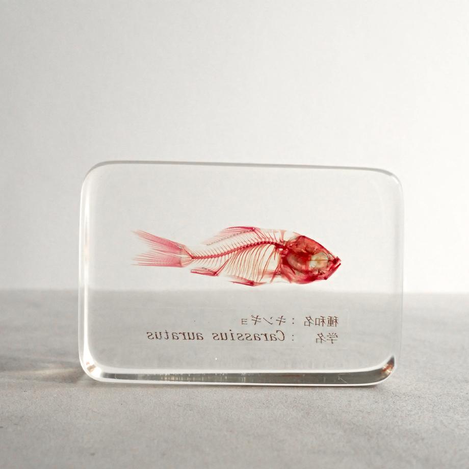 キンギョ単色染色樹脂封入標本 M (木製標本箱入り) | 2枚目