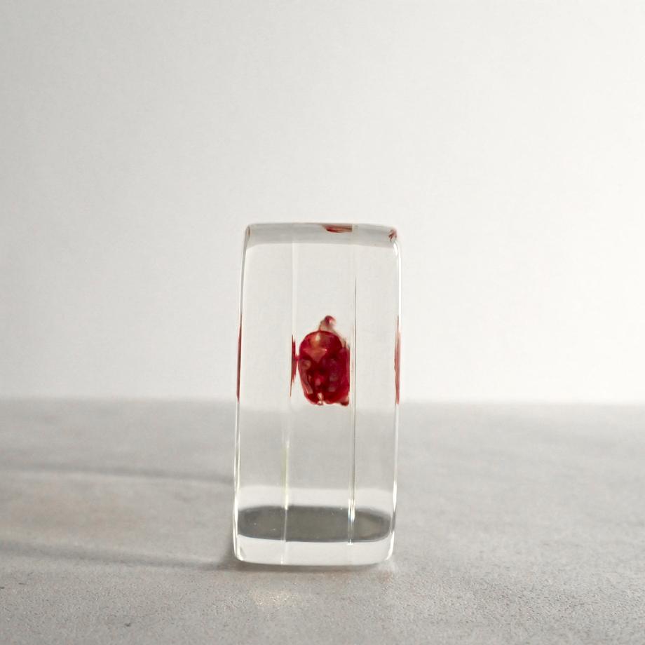 キンギョ単色染色樹脂封入標本 M (木製標本箱入り) | 3枚目