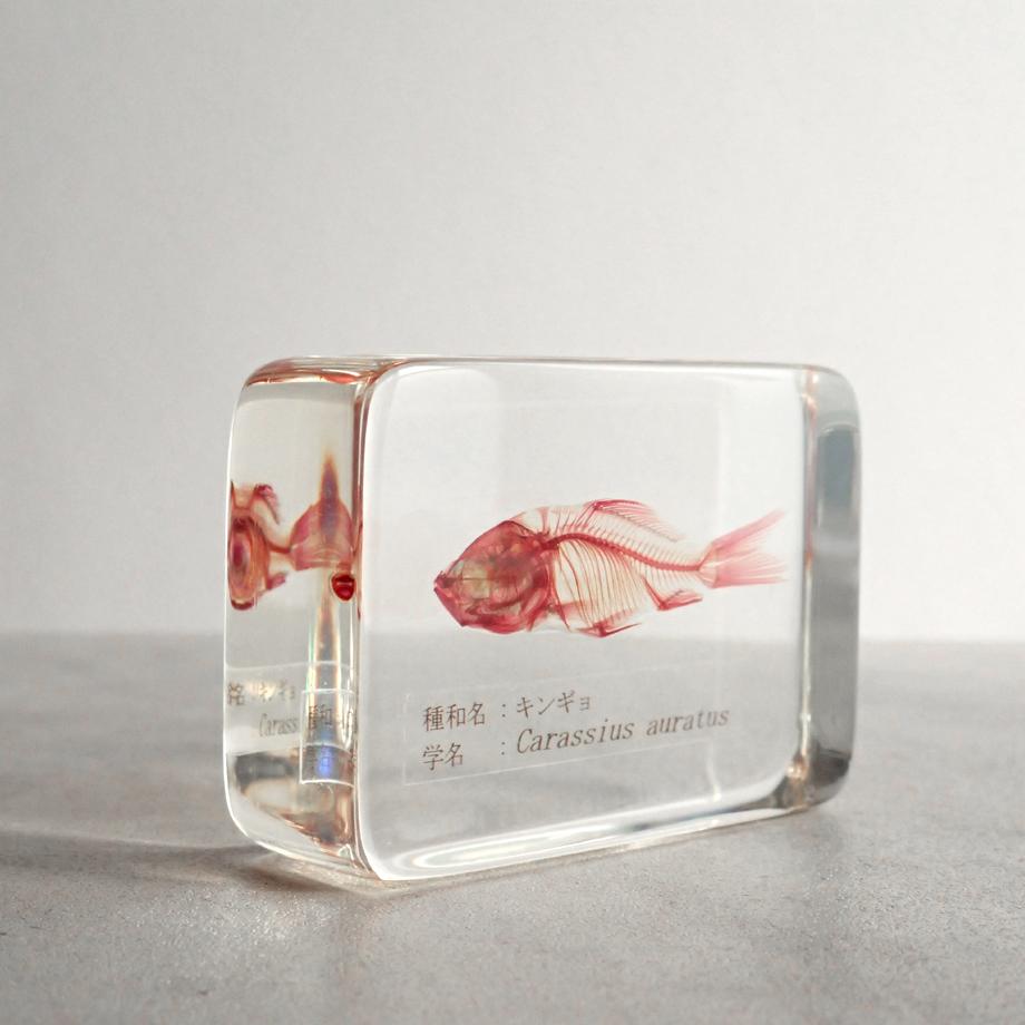 キンギョ単色染色樹脂封入標本 M (木製標本箱入り) | 4枚目