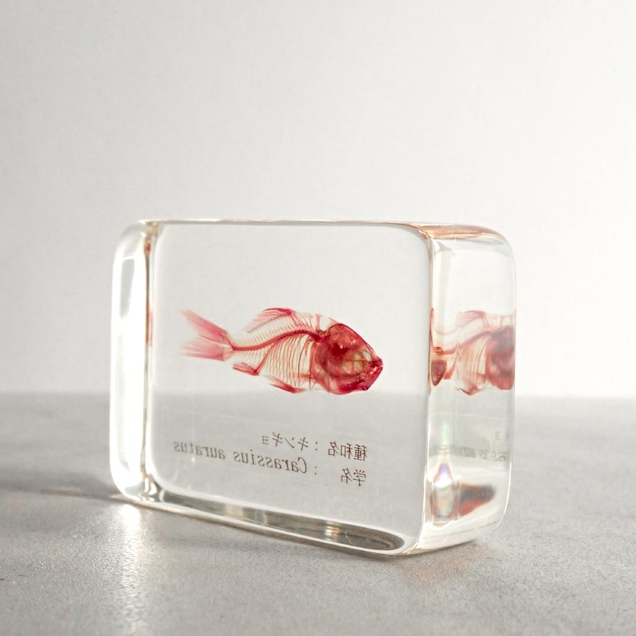 キンギョ単色染色樹脂封入標本 M (木製標本箱入り) | 5枚目