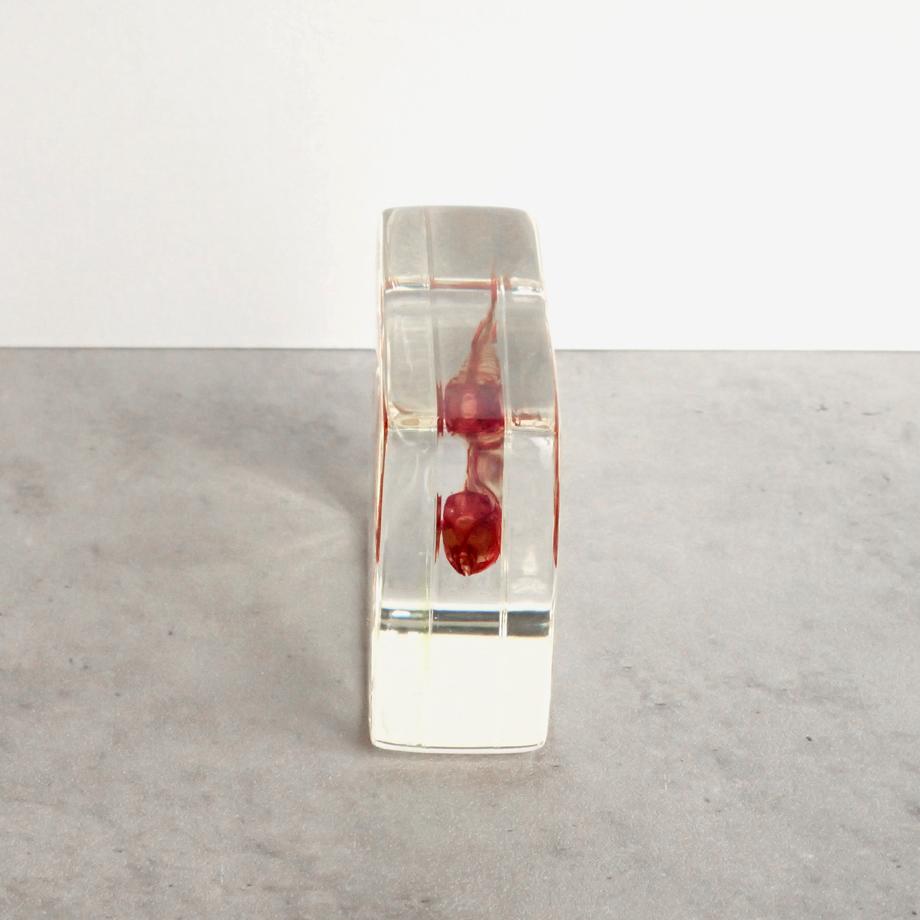 キンギョ単色染色樹脂封入標本 M (木製標本箱入り) | 6枚目