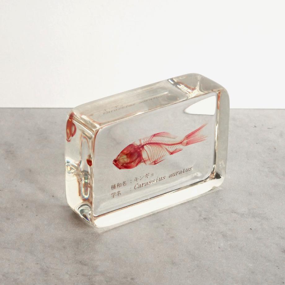 キンギョ単色染色樹脂封入標本 M (木製標本箱入り) | 7枚目