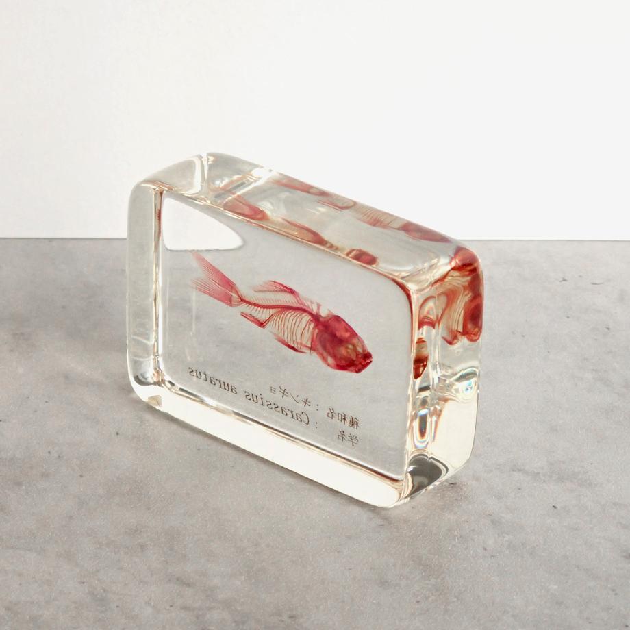 キンギョ単色染色樹脂封入標本 M (木製標本箱入り) | 8枚目