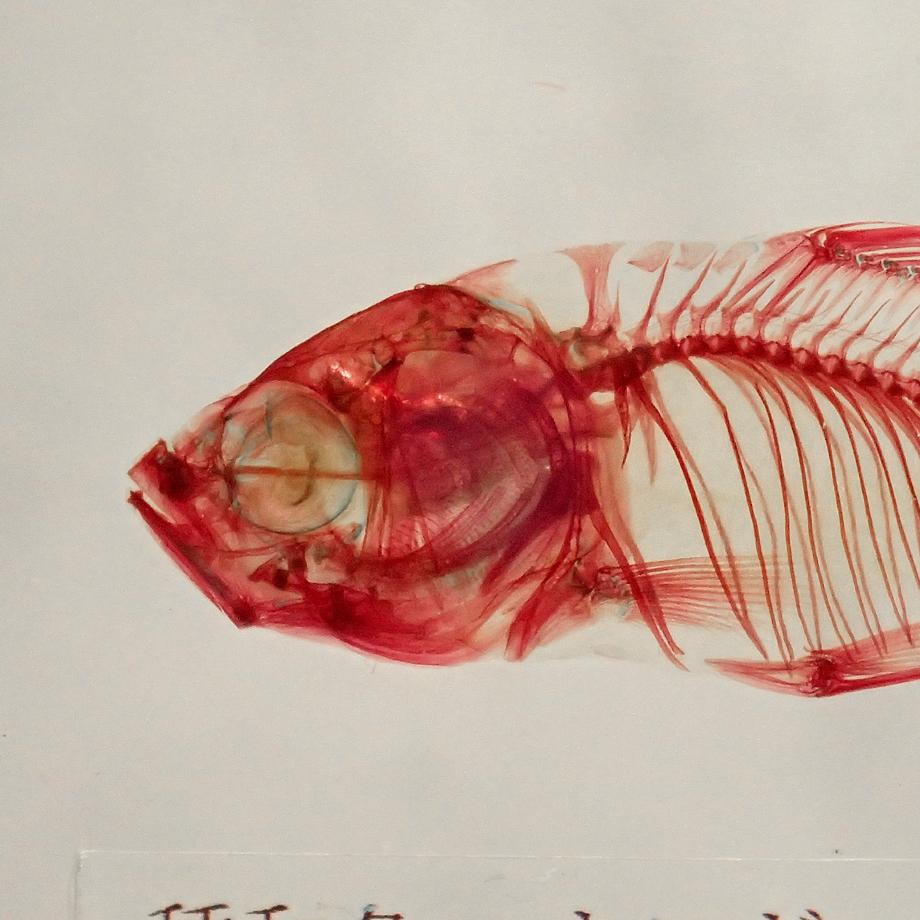 キンギョ単色染色樹脂封入標本 M (木製標本箱入り) | 9枚目