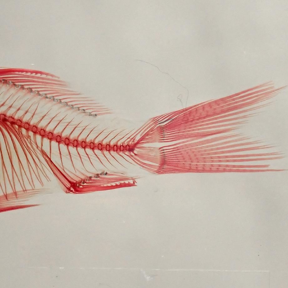 キンギョ単色染色樹脂封入標本 M (木製標本箱入り) | 10枚目