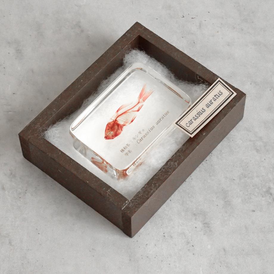 キンギョ単色染色樹脂封入標本 M (木製標本箱入り) | 11枚目