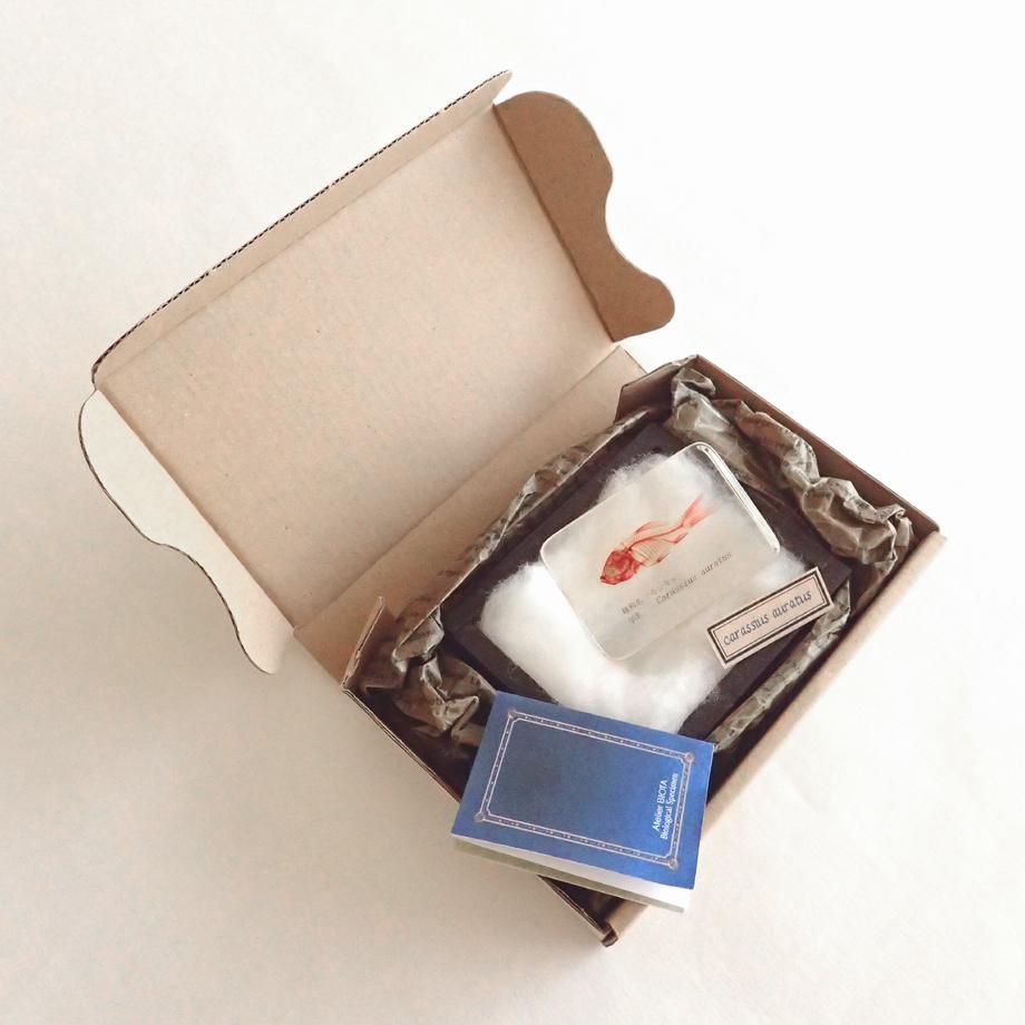 キンギョ単色染色樹脂封入標本 M (木製標本箱入り) | 12枚目