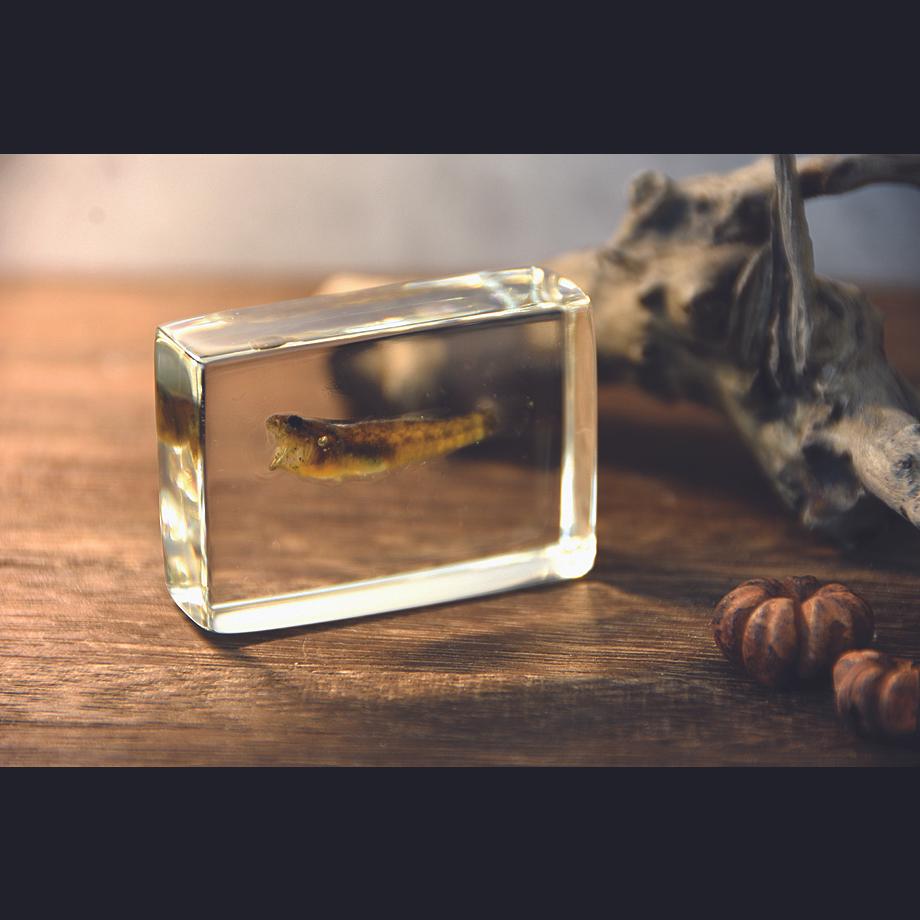 ハゼ科の一種樹脂封入標本 S (木製標本箱入り) | 14枚目