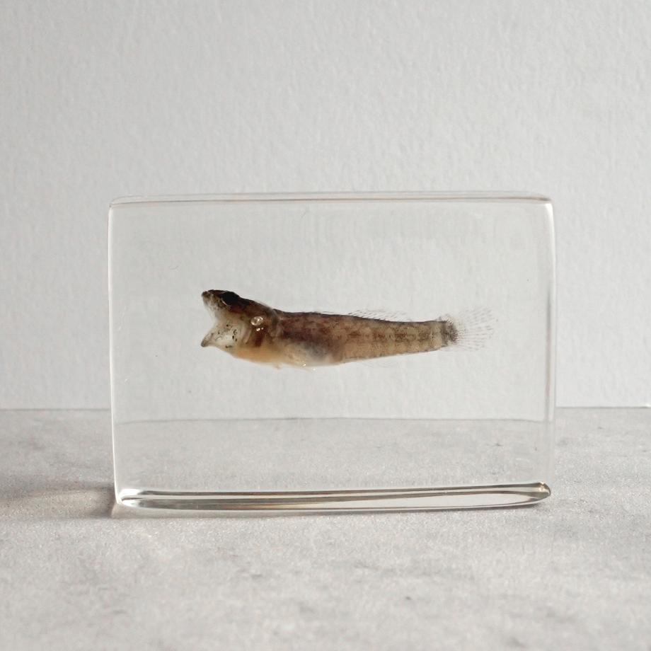 ハゼ科の一種樹脂封入標本 S (木製標本箱入り)1枚目の画像