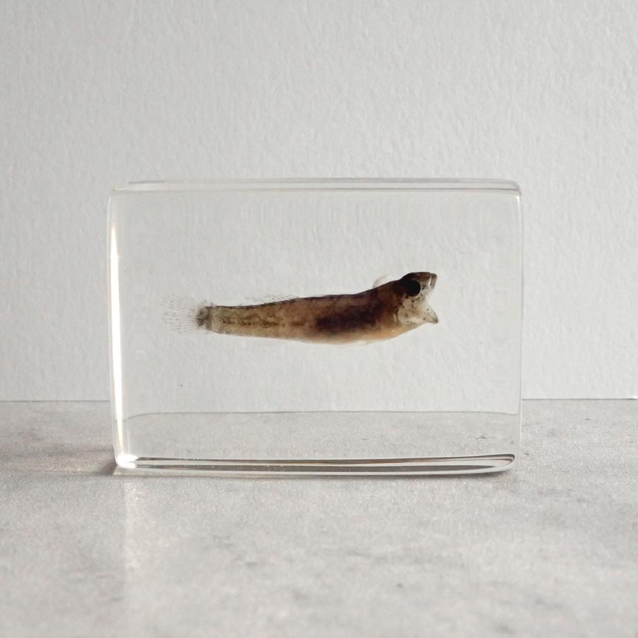 ハゼ科の一種樹脂封入標本 S (木製標本箱入り) | 2枚目