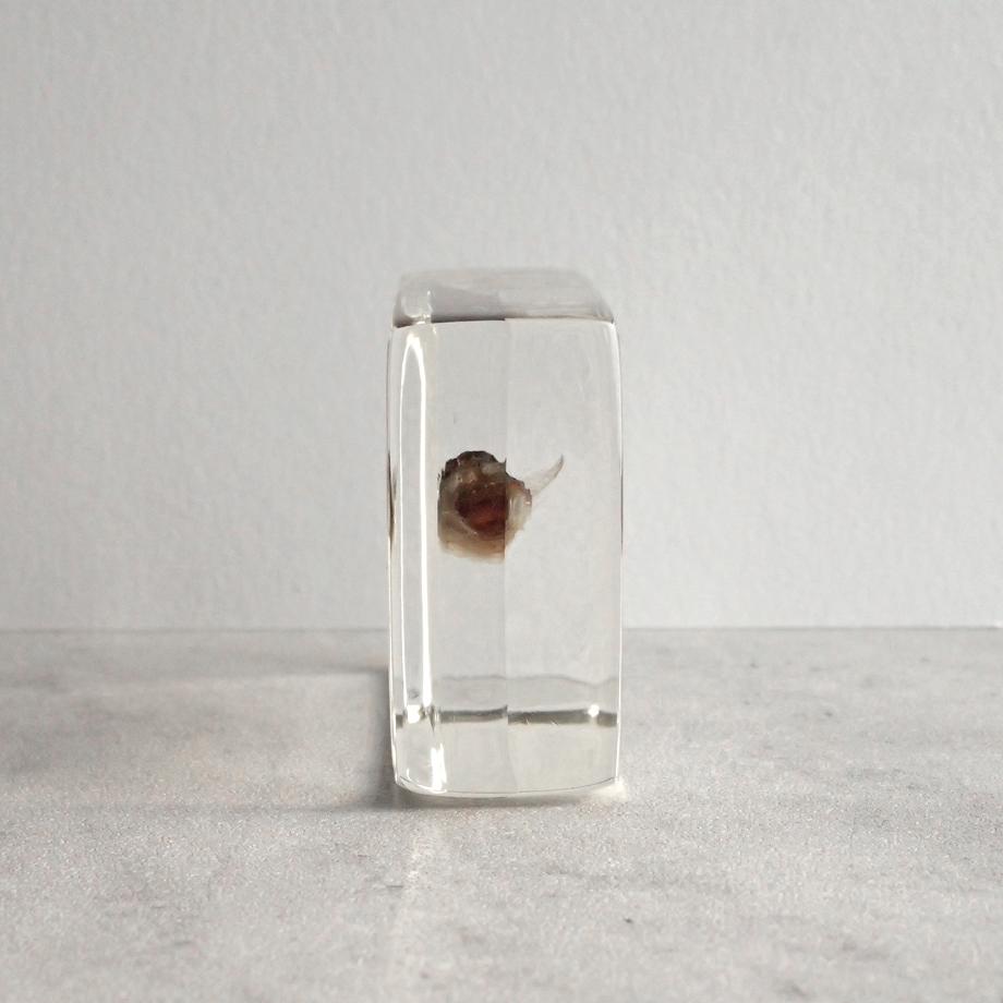 ハゼ科の一種樹脂封入標本 S (木製標本箱入り) | 3枚目