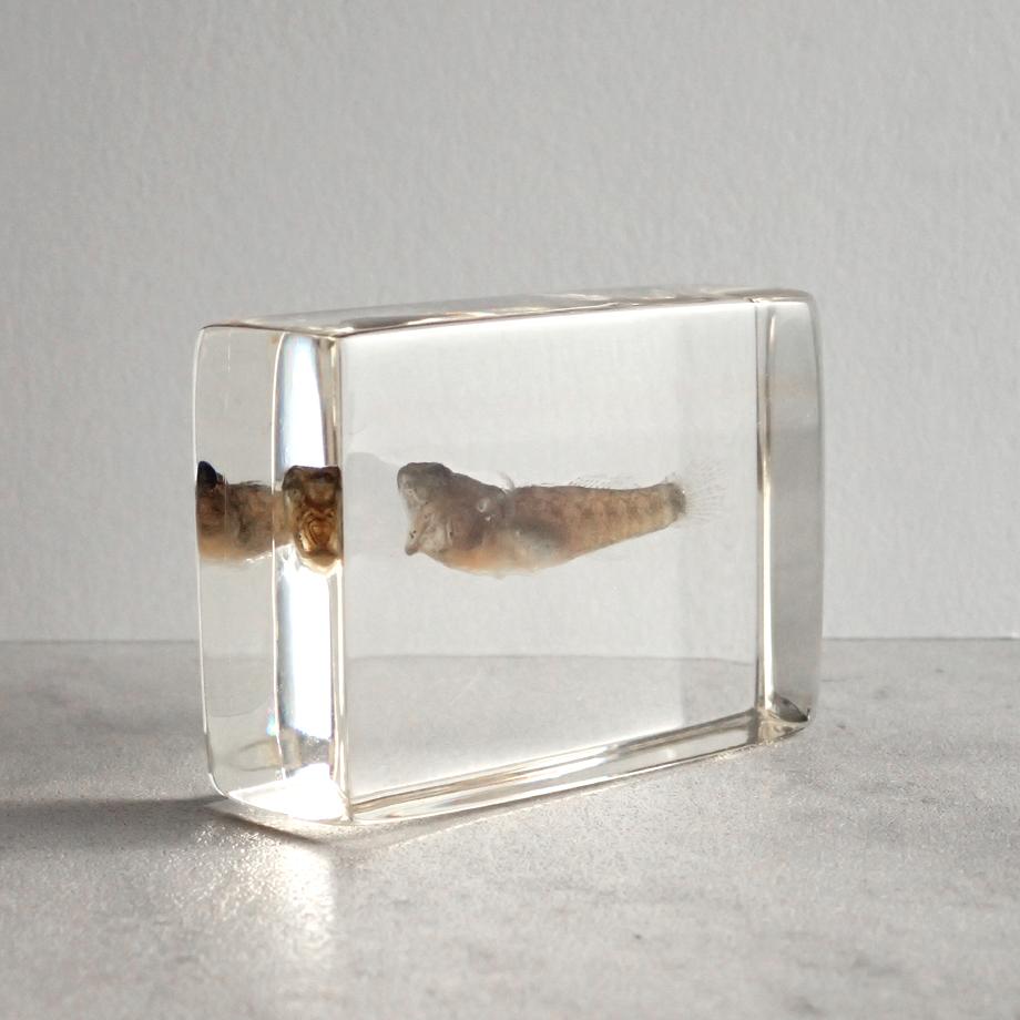 ハゼ科の一種樹脂封入標本 S (木製標本箱入り) | 4枚目