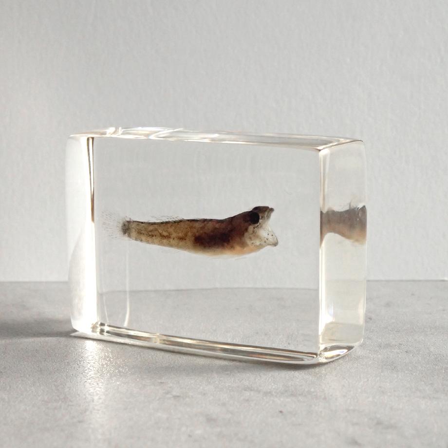 ハゼ科の一種樹脂封入標本 S (木製標本箱入り) | 5枚目