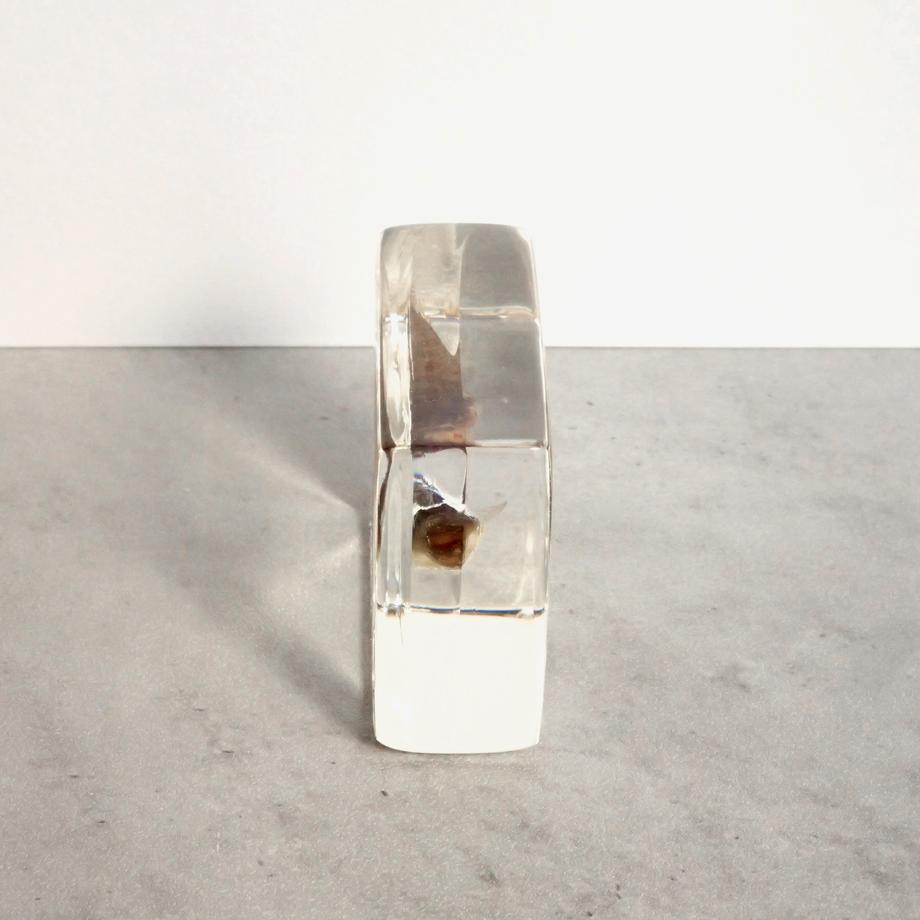 ハゼ科の一種樹脂封入標本 S (木製標本箱入り) | 6枚目