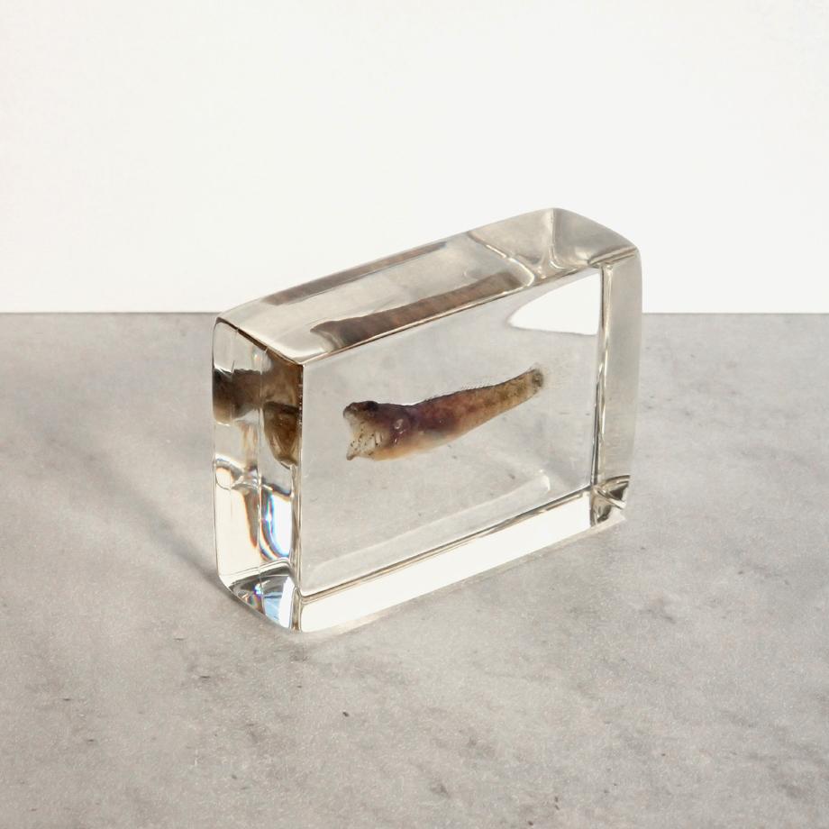 ハゼ科の一種樹脂封入標本 S (木製標本箱入り) | 7枚目