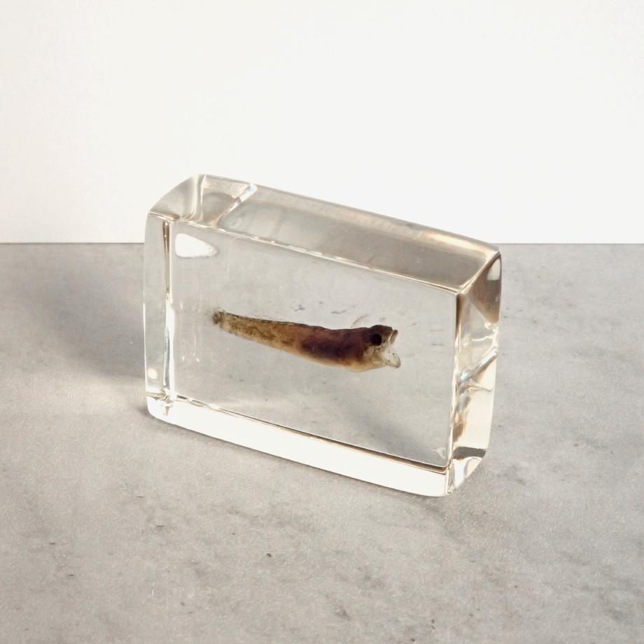 ハゼ科の一種樹脂封入標本 S (木製標本箱入り) | 8枚目