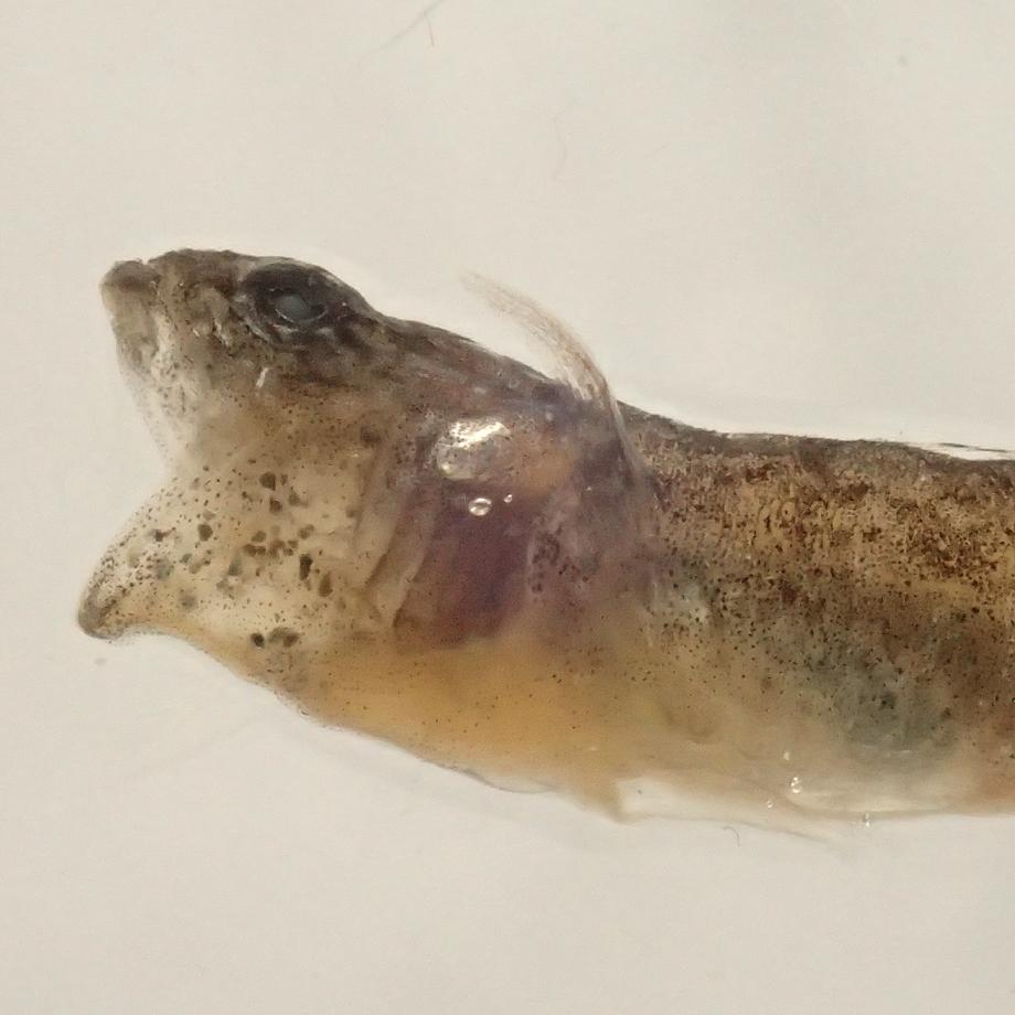 ハゼ科の一種樹脂封入標本 S (木製標本箱入り) | 9枚目