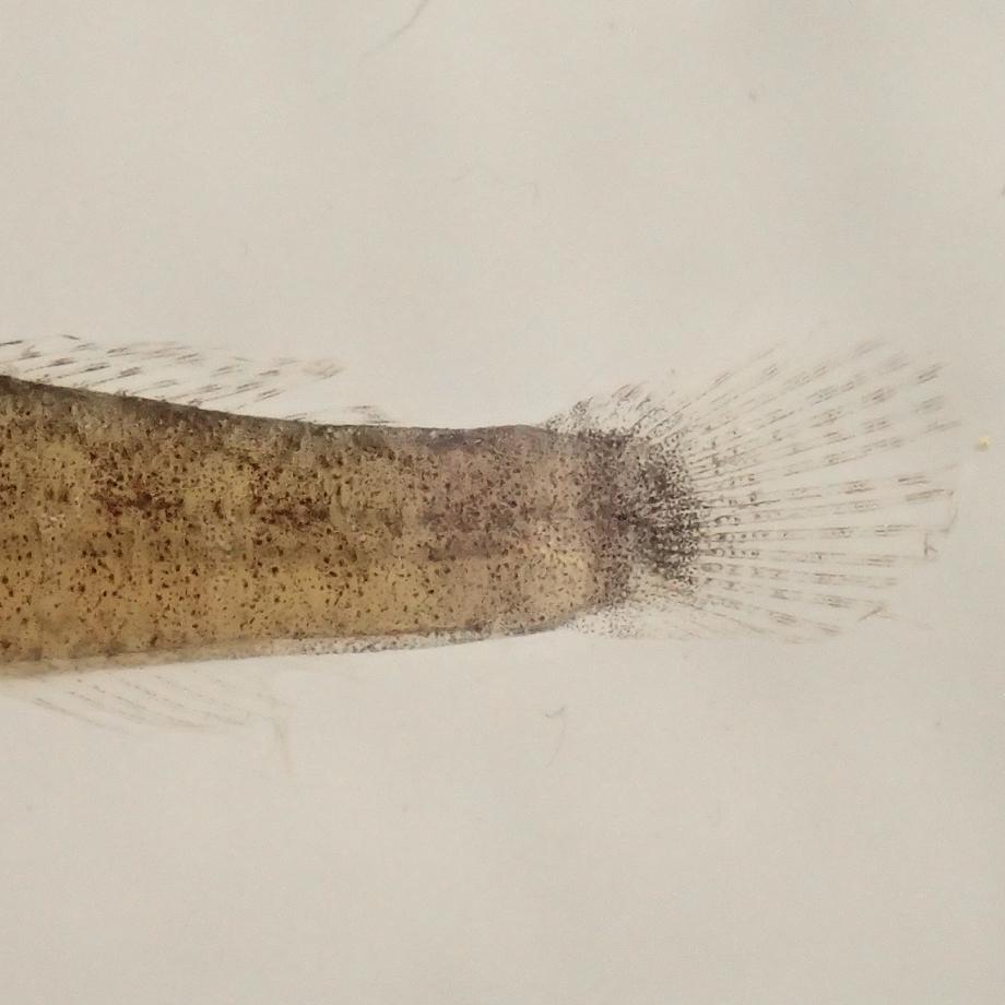 ハゼ科の一種樹脂封入標本 S (木製標本箱入り) | 10枚目