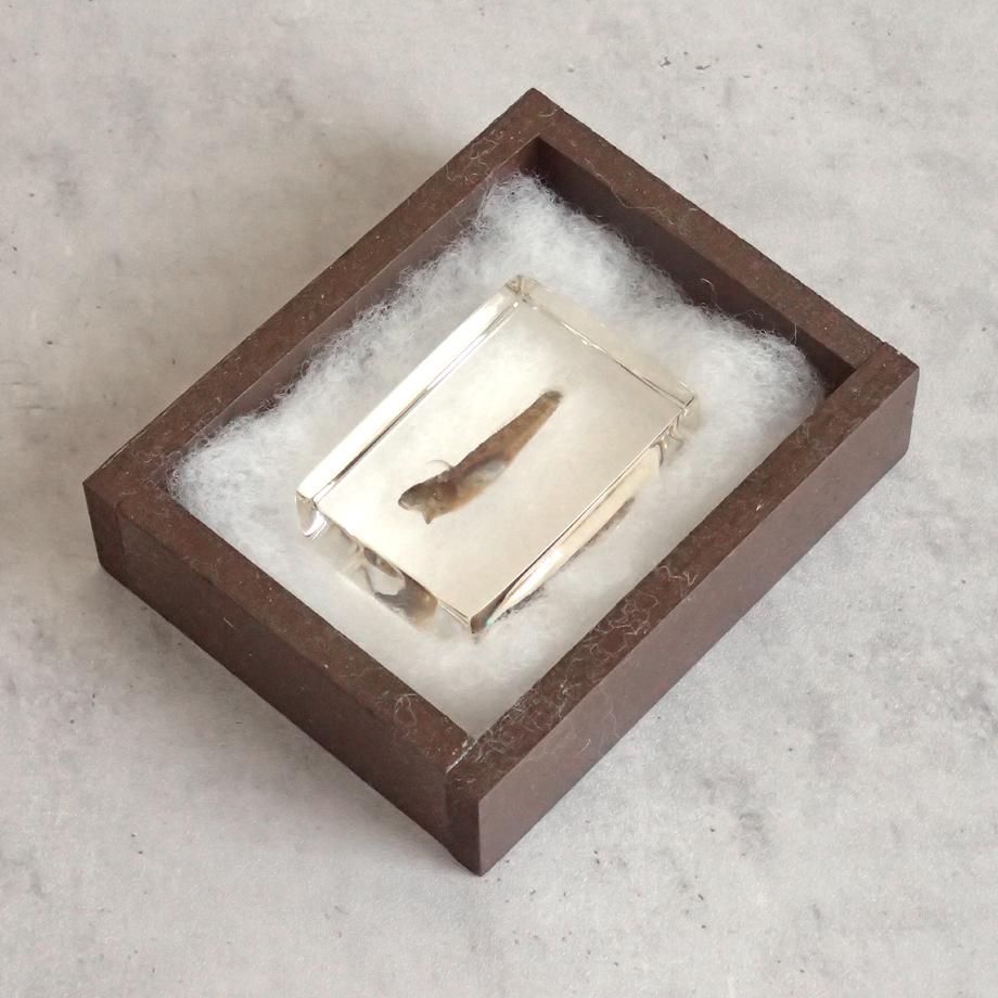 ハゼ科の一種樹脂封入標本 S (木製標本箱入り) | 11枚目