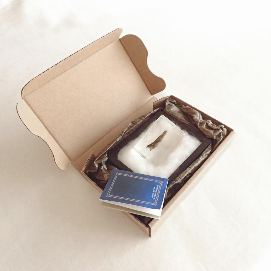 ハゼ科の一種樹脂封入標本 S (木製標本箱入り) | 12枚目