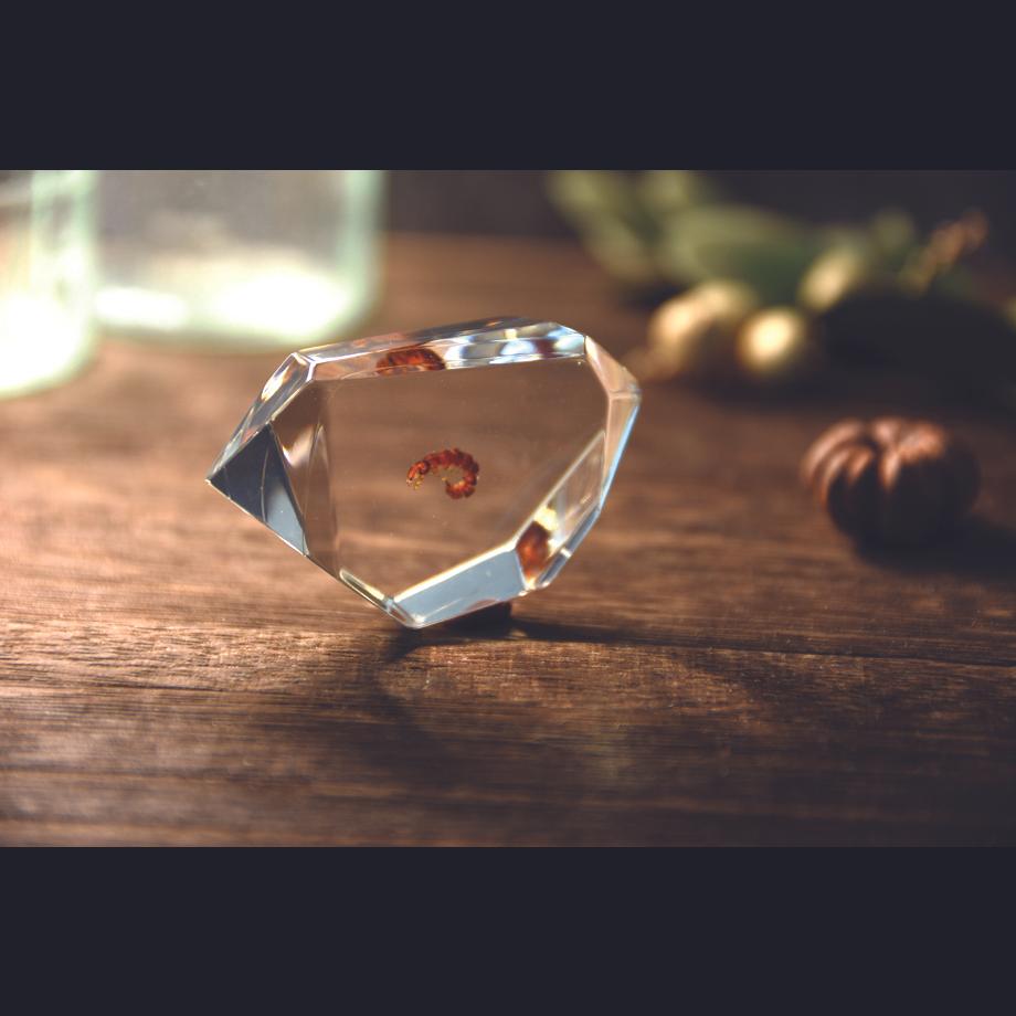 トビケラ類樹脂封入標本 C (木製標本箱入り) | 14枚目