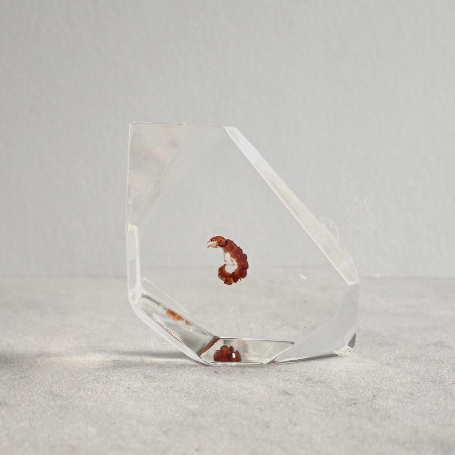 トビケラ類樹脂封入標本 C (木製標本箱入り)1枚目の画像