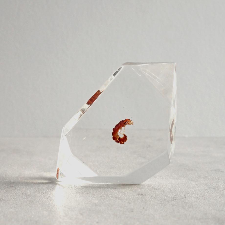 トビケラ類樹脂封入標本 C (木製標本箱入り) | 2枚目