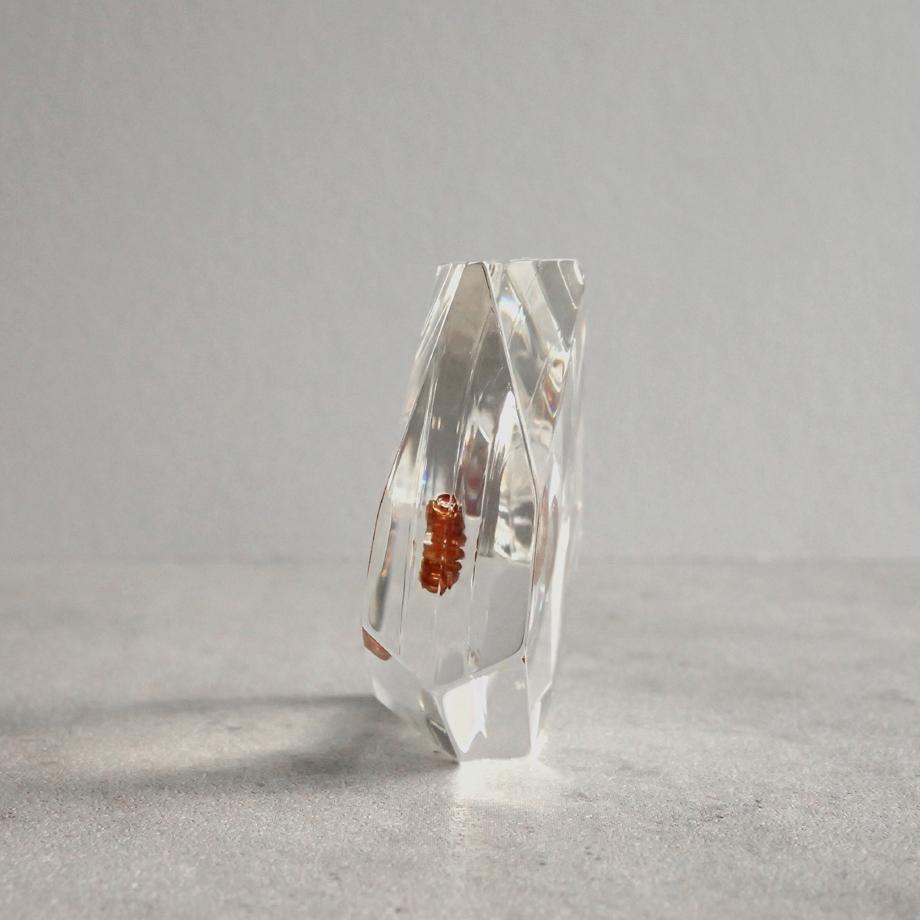 トビケラ類樹脂封入標本 C (木製標本箱入り) | 3枚目