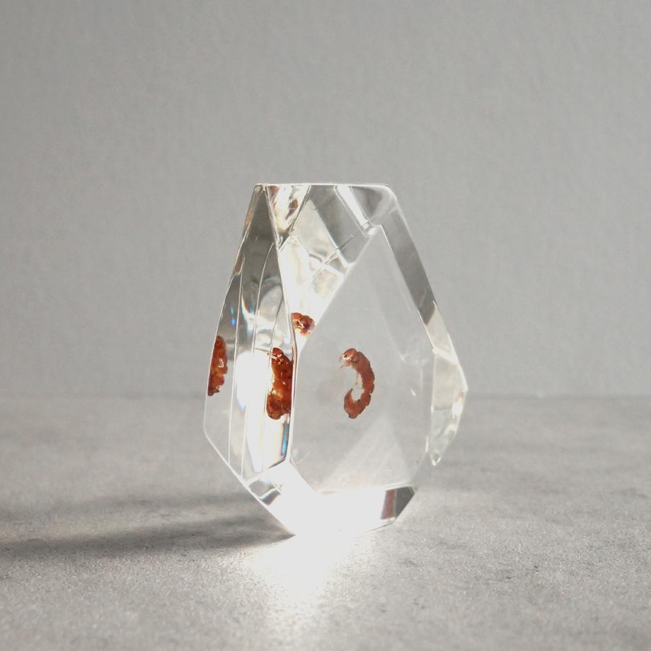 トビケラ類樹脂封入標本 C (木製標本箱入り) | 4枚目