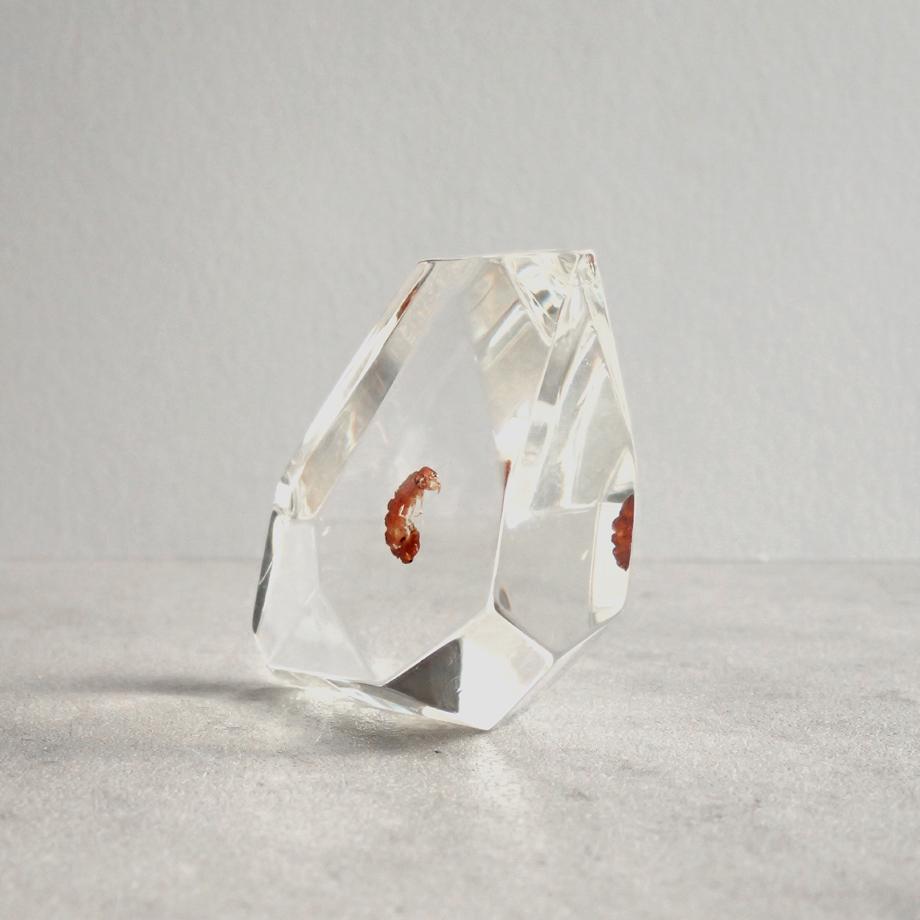 トビケラ類樹脂封入標本 C (木製標本箱入り) | 5枚目