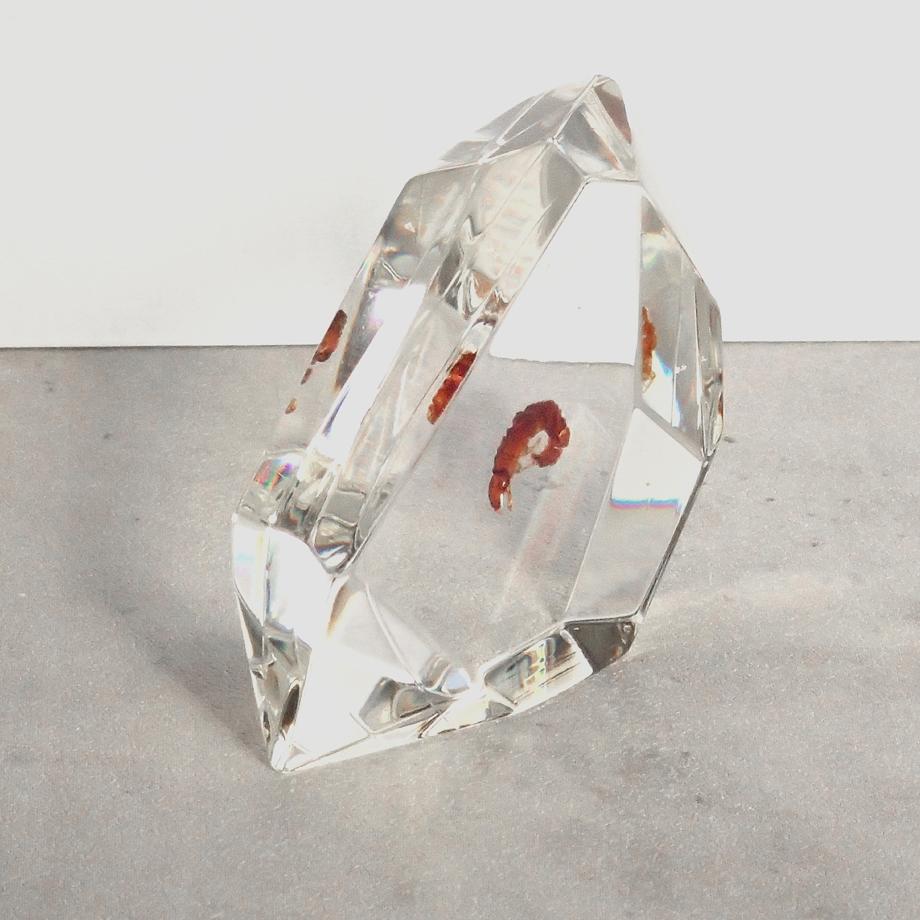 トビケラ類樹脂封入標本 C (木製標本箱入り) | 7枚目